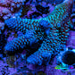 Ultra Acropora Coral  WYSIWYG 6cm A2R2B1 Ultra Acropora Coral  WYSIWYG 6cm A2R2B1 SPS Ultra Acropora Coral  WYSIWYG 6cm A2R2B1 Zeo Box Reef