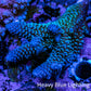 Ultra Acropora Coral  WYSIWYG 6cm A2R2B1 Ultra Acropora Coral  WYSIWYG 6cm A2R2B1 SPS Ultra Acropora Coral  WYSIWYG 6cm A2R2B1 Zeo Box Reef