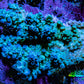 Ultra Acropora Coral  WYSIWYG 6cm C2R2B1 Ultra Acropora Coral  WYSIWYG 6cm C2R2B1 SPS Ultra Acropora Coral  WYSIWYG 6cm C2R2B1 Zeo Box Reef