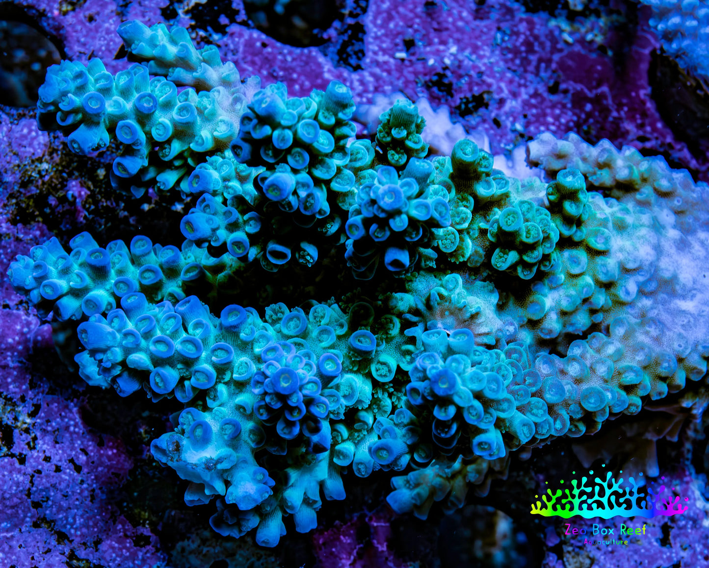 Ultra Acropora Coral  WYSIWYG 6cm C2R2B1 Ultra Acropora Coral  WYSIWYG 6cm C2R2B1 SPS Ultra Acropora Coral  WYSIWYG 6cm C2R2B1 Zeo Box Reef