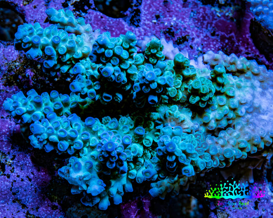 Ultra Acropora Coral  WYSIWYG 6cm C2R2B1 Ultra Acropora Coral  WYSIWYG 6cm C2R2B1 SPS Ultra Acropora Coral  WYSIWYG 6cm C2R2B1 Zeo Box Reef