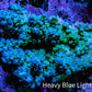 Ultra Acropora Coral  WYSIWYG 6cm C2R2B1 Ultra Acropora Coral  WYSIWYG 6cm C2R2B1 SPS Ultra Acropora Coral  WYSIWYG 6cm C2R2B1 Zeo Box Reef