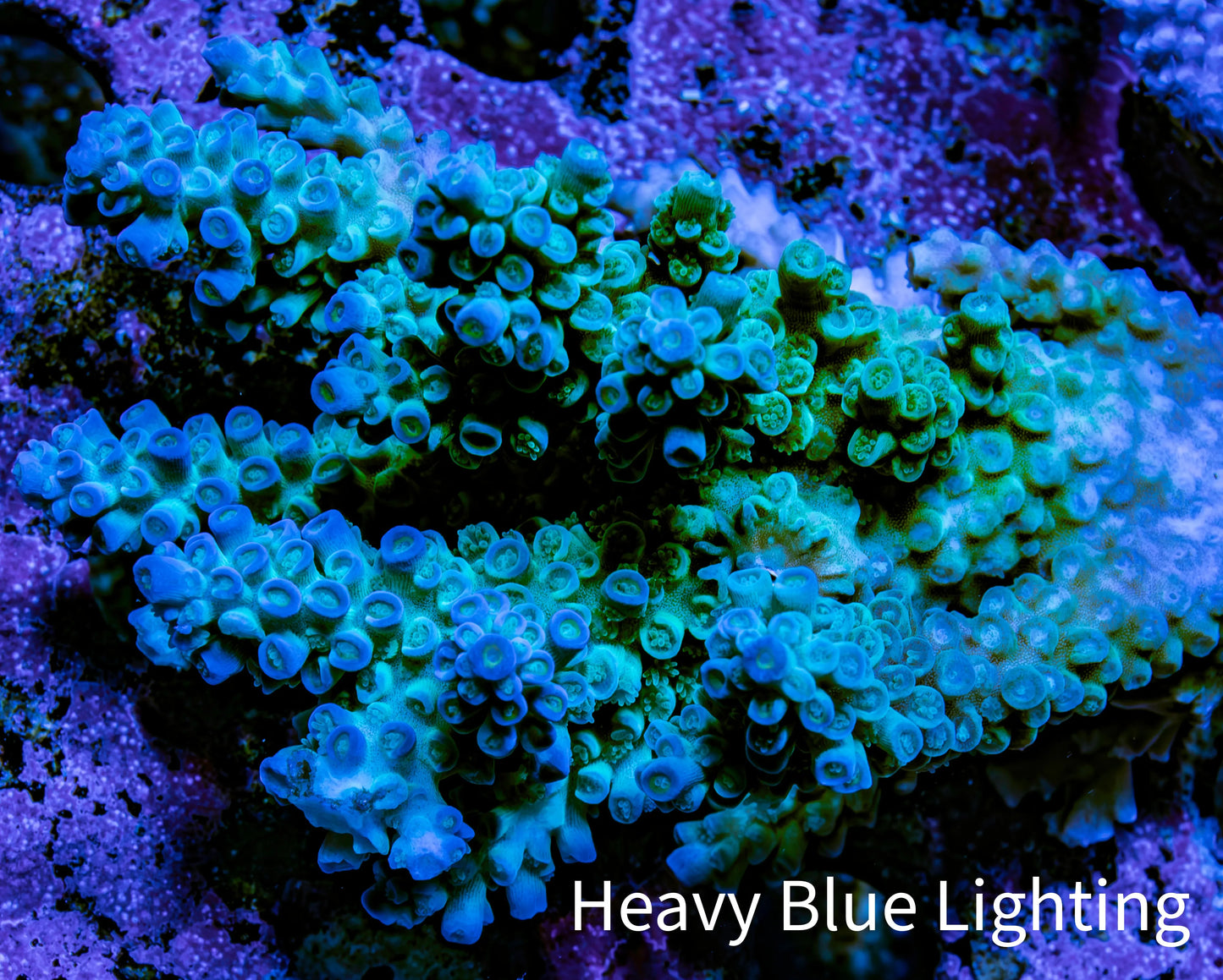 Ultra Acropora Coral  WYSIWYG 6cm C2R2B1 Ultra Acropora Coral  WYSIWYG 6cm C2R2B1 SPS Ultra Acropora Coral  WYSIWYG 6cm C2R2B1 Zeo Box Reef