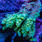 Ultra Acropora Coral  WYSIWYG 7cm A3R2B1 Ultra Acropora Coral  WYSIWYG 7cm A3R2B1 SPS Ultra Acropora Coral  WYSIWYG 7cm A3R2B1 Zeo Box Reef