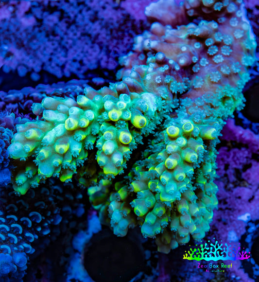 Ultra Acropora Coral  WYSIWYG 7cm A3R2B1 Ultra Acropora Coral  WYSIWYG 7cm A3R2B1 SPS Ultra Acropora Coral  WYSIWYG 7cm A3R2B1 Zeo Box Reef