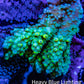 Ultra Acropora Coral  WYSIWYG 7cm A3R2B1 Ultra Acropora Coral  WYSIWYG 7cm A3R2B1 SPS Ultra Acropora Coral  WYSIWYG 7cm A3R2B1 Zeo Box Reef