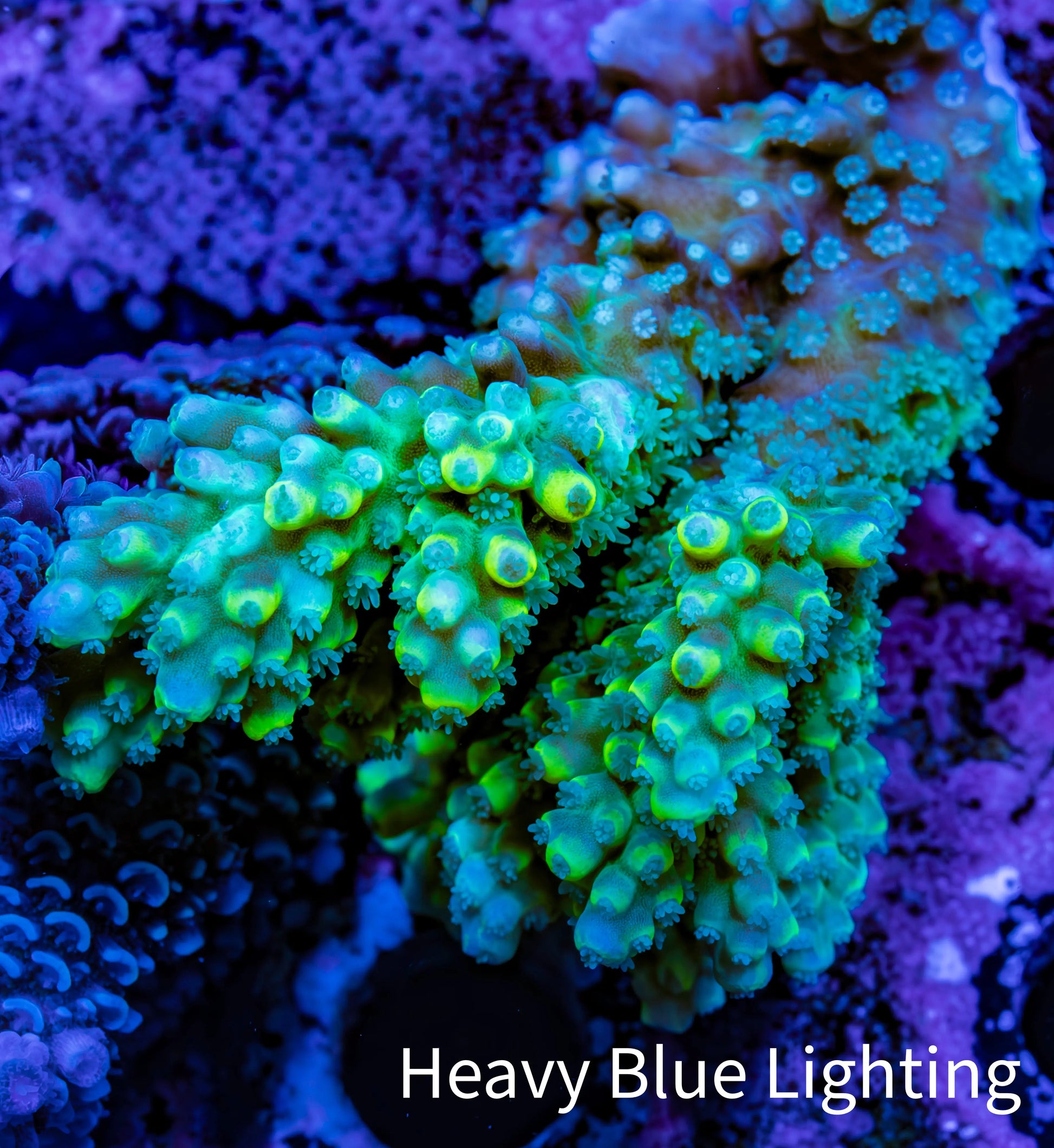 Ultra Acropora Coral  WYSIWYG 7cm A3R2B1 Ultra Acropora Coral  WYSIWYG 7cm A3R2B1 SPS Ultra Acropora Coral  WYSIWYG 7cm A3R2B1 Zeo Box Reef