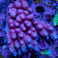 Ultra Acropora Coral  WYSIWYG 7cm A4R2B1 Ultra Acropora Coral  WYSIWYG 7cm A4R2B1 SPS Ultra Acropora Coral  WYSIWYG 7cm A4R2B1 Zeo Box Reef