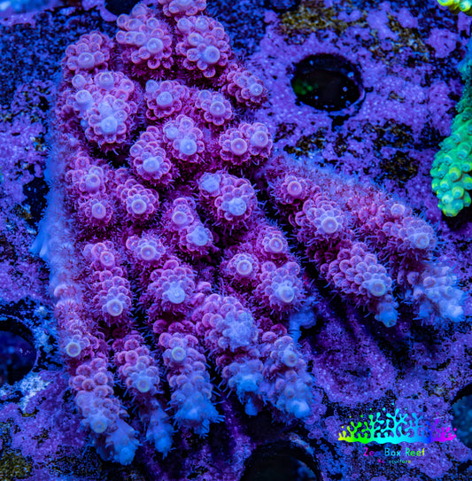 Ultra Acropora Coral  WYSIWYG 7cm A4R2B1 Ultra Acropora Coral  WYSIWYG 7cm A4R2B1 SPS Ultra Acropora Coral  WYSIWYG 7cm A4R2B1 Zeo Box Reef