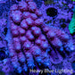 Ultra Acropora Coral  WYSIWYG 7cm A4R2B1 Ultra Acropora Coral  WYSIWYG 7cm A4R2B1 SPS Ultra Acropora Coral  WYSIWYG 7cm A4R2B1 Zeo Box Reef