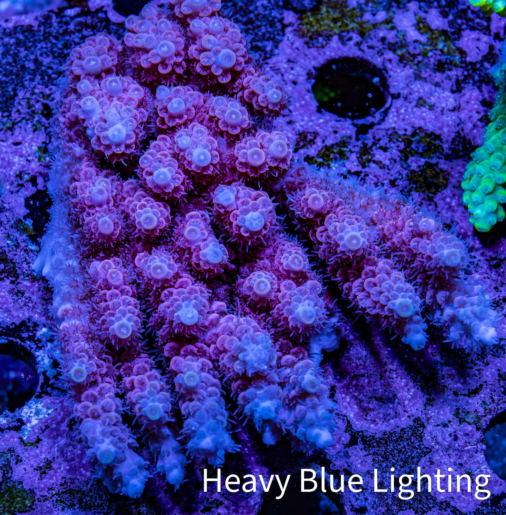 Ultra Acropora Coral  WYSIWYG 7cm A4R2B1 Ultra Acropora Coral  WYSIWYG 7cm A4R2B1 SPS Ultra Acropora Coral  WYSIWYG 7cm A4R2B1 Zeo Box Reef