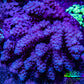 Ultra Acropora Coral  WYSIWYG 7cm A6R2B1 Ultra Acropora Coral  WYSIWYG 7cm A6R2B1 SPS Ultra Acropora Coral  WYSIWYG 7cm A6R2B1 Zeo Box Reef