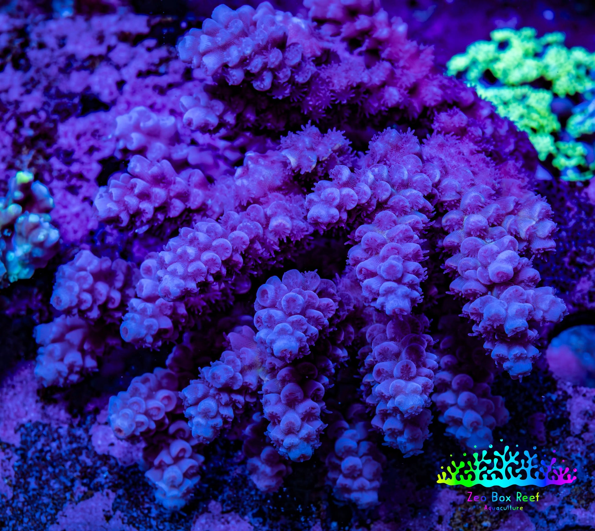 Ultra Acropora Coral  WYSIWYG 7cm A6R2B1 Ultra Acropora Coral  WYSIWYG 7cm A6R2B1 SPS Ultra Acropora Coral  WYSIWYG 7cm A6R2B1 Zeo Box Reef
