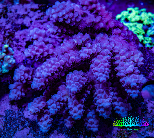 Ultra Acropora Coral  WYSIWYG 7cm A6R2B1 Ultra Acropora Coral  WYSIWYG 7cm A6R2B1 SPS Ultra Acropora Coral  WYSIWYG 7cm A6R2B1 Zeo Box Reef