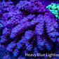 Ultra Acropora Coral  WYSIWYG 7cm A6R2B1 Ultra Acropora Coral  WYSIWYG 7cm A6R2B1 SPS Ultra Acropora Coral  WYSIWYG 7cm A6R2B1 Zeo Box Reef