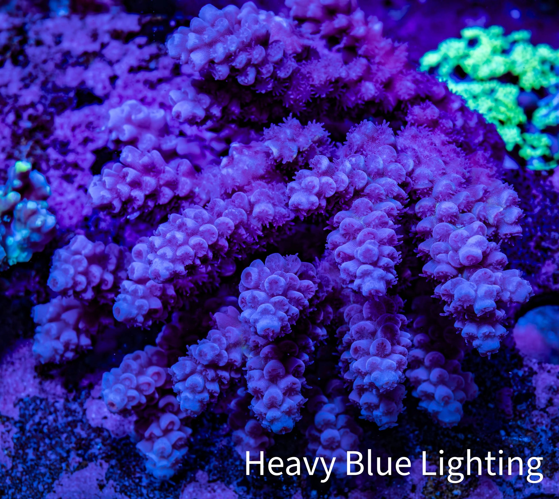 Ultra Acropora Coral  WYSIWYG 7cm A6R2B1 Ultra Acropora Coral  WYSIWYG 7cm A6R2B1 SPS Ultra Acropora Coral  WYSIWYG 7cm A6R2B1 Zeo Box Reef