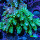 Ultra Acropora Coral  WYSIWYG 7cm A7R2B1 Ultra Acropora Coral  WYSIWYG 7cm A7R2B1 SPS Ultra Acropora Coral  WYSIWYG 7cm A7R2B1 Zeo Box Reef