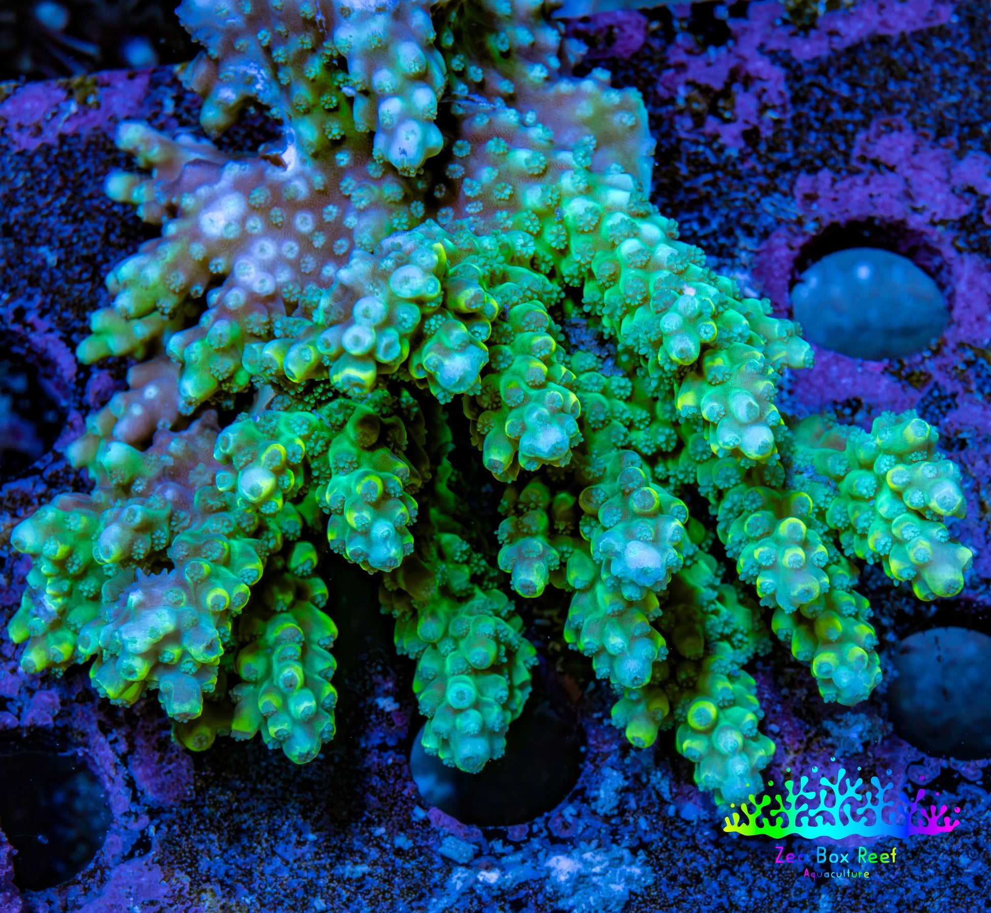 Ultra Acropora Coral  WYSIWYG 7cm A7R2B1 Ultra Acropora Coral  WYSIWYG 7cm A7R2B1 SPS Ultra Acropora Coral  WYSIWYG 7cm A7R2B1 Zeo Box Reef
