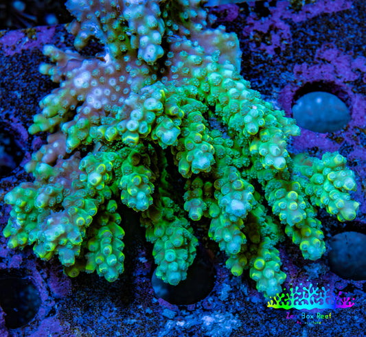 Ultra Acropora Coral  WYSIWYG 7cm A7R2B1 Ultra Acropora Coral  WYSIWYG 7cm A7R2B1 SPS Ultra Acropora Coral  WYSIWYG 7cm A7R2B1 Zeo Box Reef