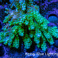 Ultra Acropora Coral  WYSIWYG 7cm A7R2B1 Ultra Acropora Coral  WYSIWYG 7cm A7R2B1 SPS Ultra Acropora Coral  WYSIWYG 7cm A7R2B1 Zeo Box Reef