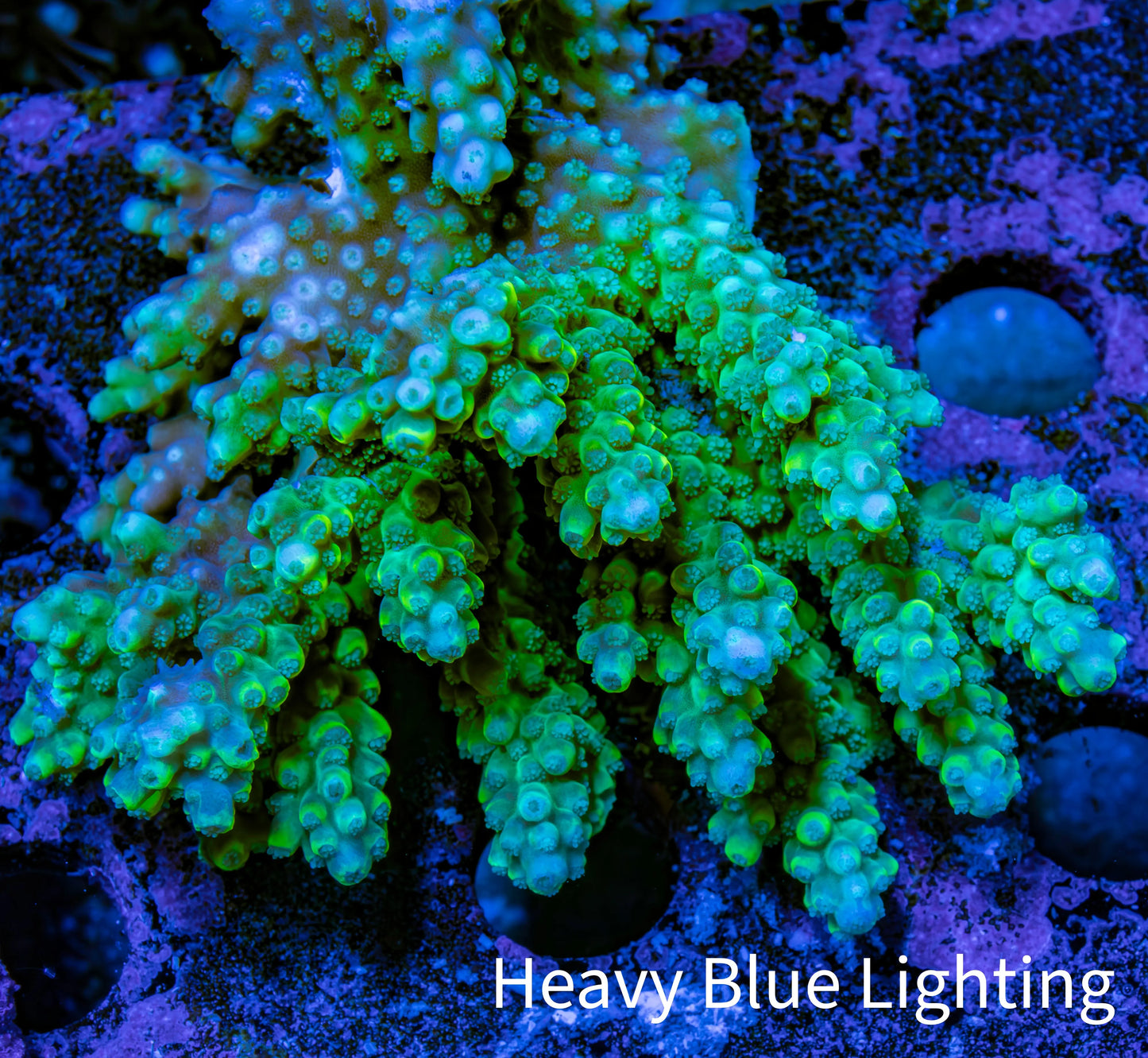 Ultra Acropora Coral  WYSIWYG 7cm A7R2B1 Ultra Acropora Coral  WYSIWYG 7cm A7R2B1 SPS Ultra Acropora Coral  WYSIWYG 7cm A7R2B1 Zeo Box Reef