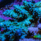 Ultra Acropora Coral  WYSIWYG 7cm B1R2B1 Ultra Acropora Coral  WYSIWYG 7cm B1R2B1 SPS Ultra Acropora Coral  WYSIWYG 7cm B1R2B1 Zeo Box Reef