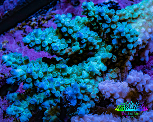 Ultra Acropora Coral  WYSIWYG 7cm B1R2B1 Ultra Acropora Coral  WYSIWYG 7cm B1R2B1 SPS Ultra Acropora Coral  WYSIWYG 7cm B1R2B1 Zeo Box Reef