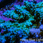 Ultra Acropora Coral  WYSIWYG 7cm B1R2B1 Ultra Acropora Coral  WYSIWYG 7cm B1R2B1 SPS Ultra Acropora Coral  WYSIWYG 7cm B1R2B1 Zeo Box Reef