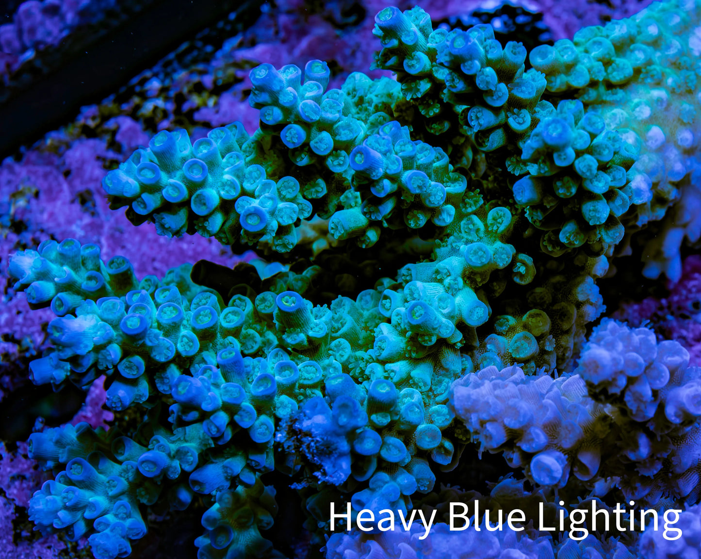 Ultra Acropora Coral  WYSIWYG 7cm B1R2B1 Ultra Acropora Coral  WYSIWYG 7cm B1R2B1 SPS Ultra Acropora Coral  WYSIWYG 7cm B1R2B1 Zeo Box Reef