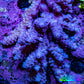 Ultra Acropora Coral  WYSIWYG 7cm B2R2B1 Ultra Acropora Coral  WYSIWYG 7cm B2R2B1 SPS Ultra Acropora Coral  WYSIWYG 7cm B2R2B1 Zeo Box Reef