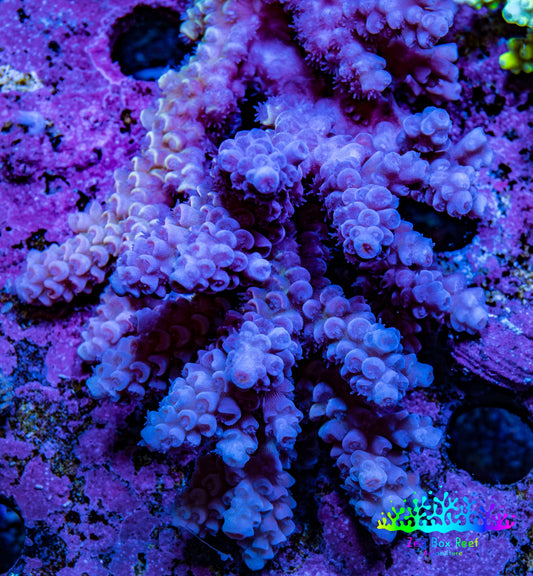 Ultra Acropora Coral  WYSIWYG 7cm B2R2B1 Ultra Acropora Coral  WYSIWYG 7cm B2R2B1 SPS Ultra Acropora Coral  WYSIWYG 7cm B2R2B1 Zeo Box Reef