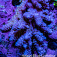 Ultra Acropora Coral  WYSIWYG 7cm B2R2B1 Ultra Acropora Coral  WYSIWYG 7cm B2R2B1 SPS Ultra Acropora Coral  WYSIWYG 7cm B2R2B1 Zeo Box Reef