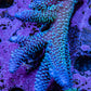 Ultra Acropora Coral  WYSIWYG 7cm B4R2B1 Ultra Acropora Coral  WYSIWYG 7cm B4R2B1 SPS Ultra Acropora Coral  WYSIWYG 7cm B4R2B1 Zeo Box Reef