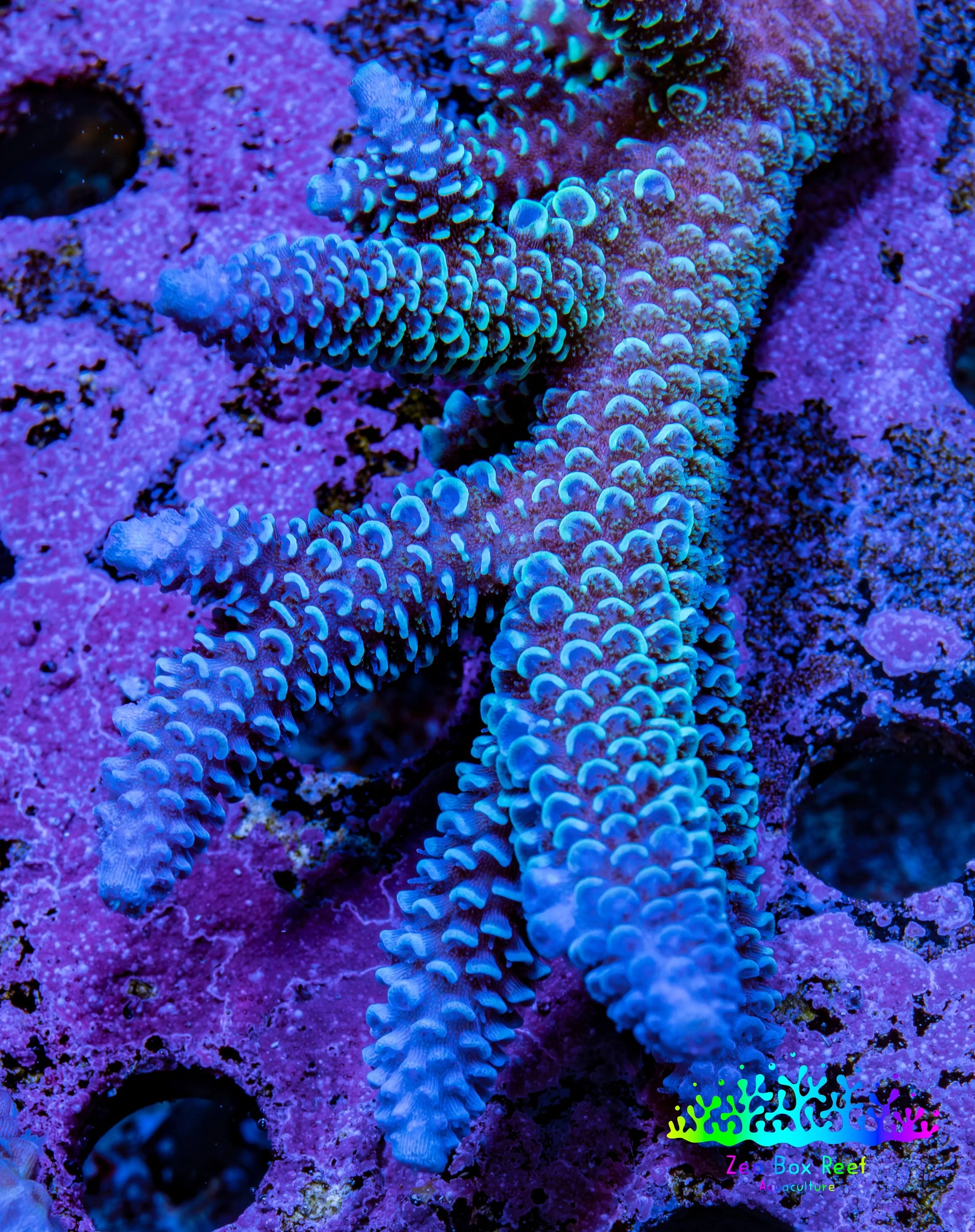 Ultra Acropora Coral  WYSIWYG 7cm B4R2B1 Ultra Acropora Coral  WYSIWYG 7cm B4R2B1 SPS Ultra Acropora Coral  WYSIWYG 7cm B4R2B1 Zeo Box Reef