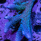 Ultra Acropora Coral  WYSIWYG 7cm B4R2B1 Ultra Acropora Coral  WYSIWYG 7cm B4R2B1 SPS Ultra Acropora Coral  WYSIWYG 7cm B4R2B1 Zeo Box Reef
