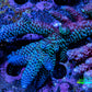 Ultra Acropora Coral  WYSIWYG 7cm B7R2B1 Ultra Acropora Coral  WYSIWYG 7cm B7R2B1 SPS Ultra Acropora Coral  WYSIWYG 7cm B7R2B1 Zeo Box Reef