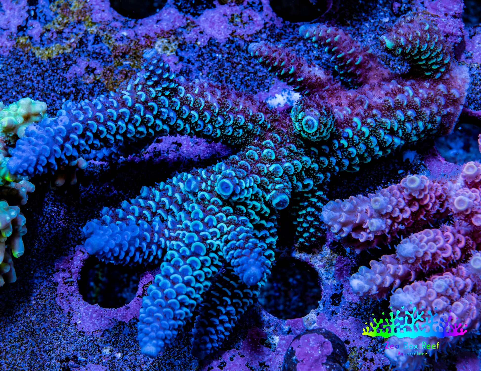 Ultra Acropora Coral  WYSIWYG 7cm B7R2B1 Ultra Acropora Coral  WYSIWYG 7cm B7R2B1 SPS Ultra Acropora Coral  WYSIWYG 7cm B7R2B1 Zeo Box Reef