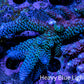 Ultra Acropora Coral  WYSIWYG 7cm B7R2B1 Ultra Acropora Coral  WYSIWYG 7cm B7R2B1 SPS Ultra Acropora Coral  WYSIWYG 7cm B7R2B1 Zeo Box Reef