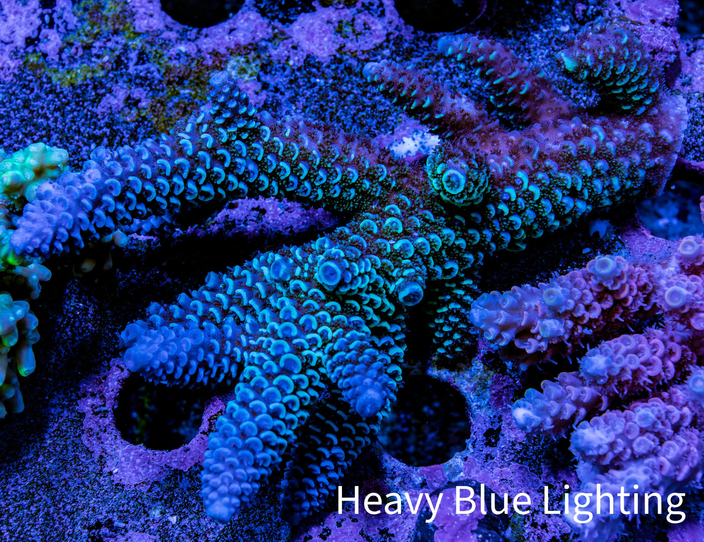 Ultra Acropora Coral  WYSIWYG 7cm B7R2B1 Ultra Acropora Coral  WYSIWYG 7cm B7R2B1 SPS Ultra Acropora Coral  WYSIWYG 7cm B7R2B1 Zeo Box Reef