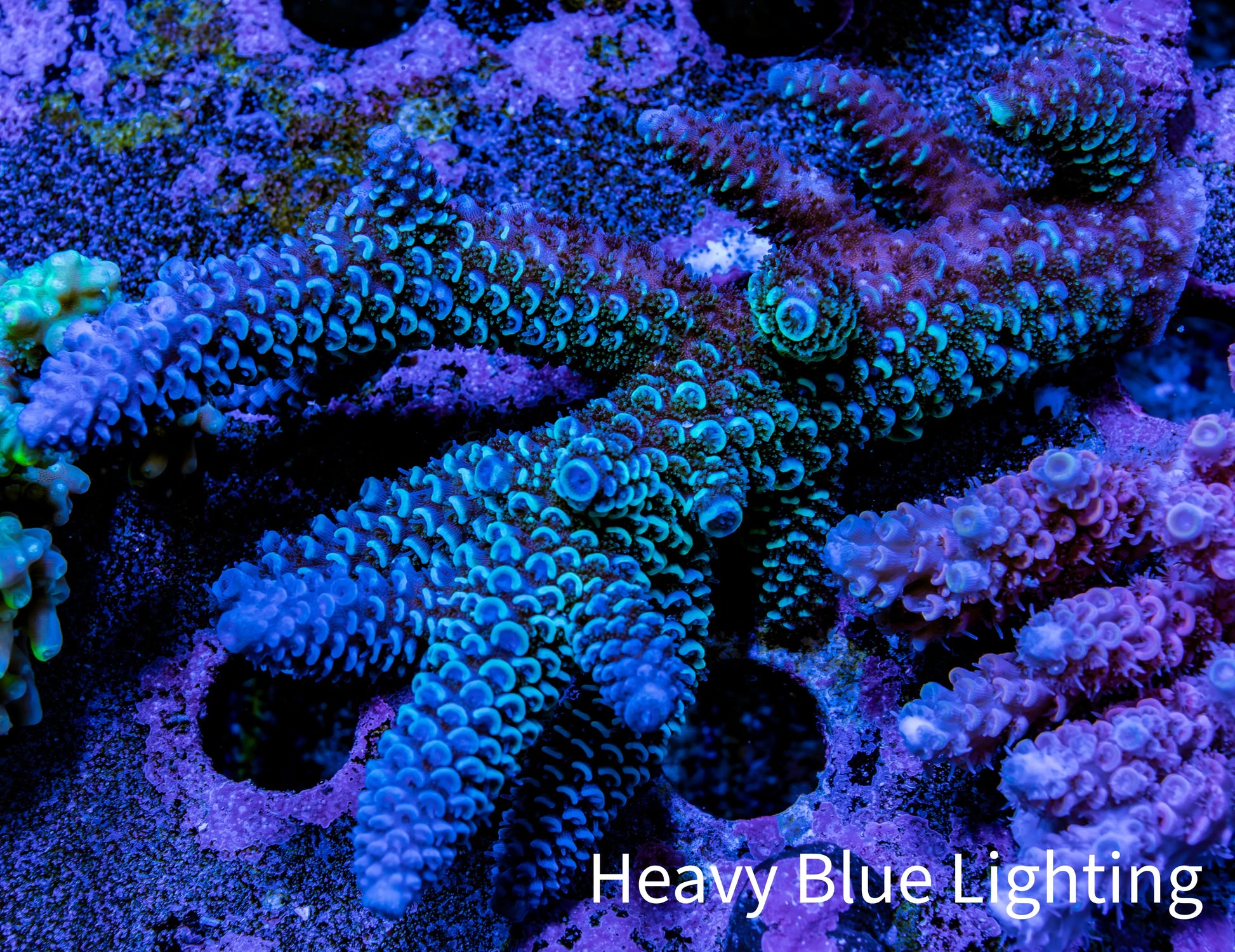 Ultra Acropora Coral  WYSIWYG 7cm B7R2B1 Ultra Acropora Coral  WYSIWYG 7cm B7R2B1 SPS Ultra Acropora Coral  WYSIWYG 7cm B7R2B1 Zeo Box Reef