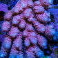 Ultra Acropora Coral  WYSIWYG 7cm Ultra Acropora Coral  WYSIWYG 7cm SPS Ultra Acropora Coral  WYSIWYG 7cm Zeo Box Reef