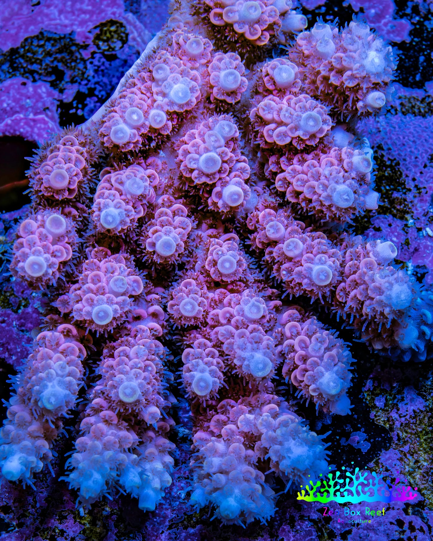 Ultra Acropora Coral  WYSIWYG 7cm Ultra Acropora Coral  WYSIWYG 7cm SPS Ultra Acropora Coral  WYSIWYG 7cm Zeo Box Reef