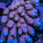 Ultra Acropora Coral  WYSIWYG 7cm Ultra Acropora Coral  WYSIWYG 7cm SPS Ultra Acropora Coral  WYSIWYG 7cm Zeo Box Reef