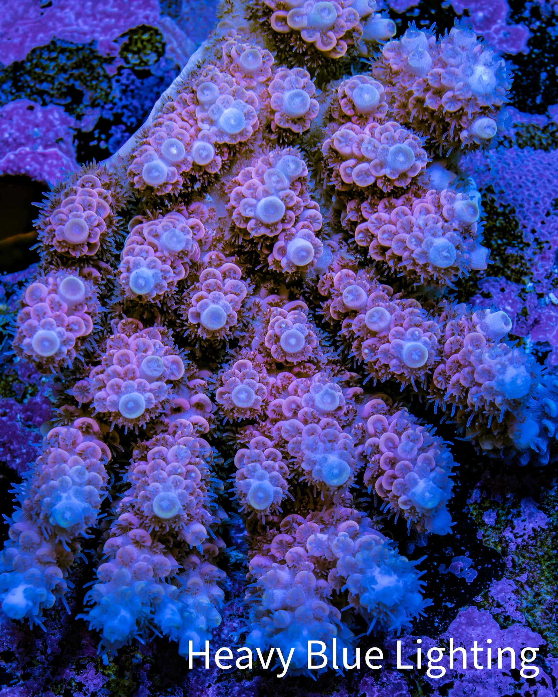 Ultra Acropora Coral  WYSIWYG 7cm Ultra Acropora Coral  WYSIWYG 7cm SPS Ultra Acropora Coral  WYSIWYG 7cm Zeo Box Reef