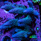 Ultra Acropora Coral  WYSIWYG 8cm C3R2B1 Ultra Acropora Coral  WYSIWYG 8cm C3R2B1 SPS Ultra Acropora Coral  WYSIWYG 8cm C3R2B1 Zeo Box Reef