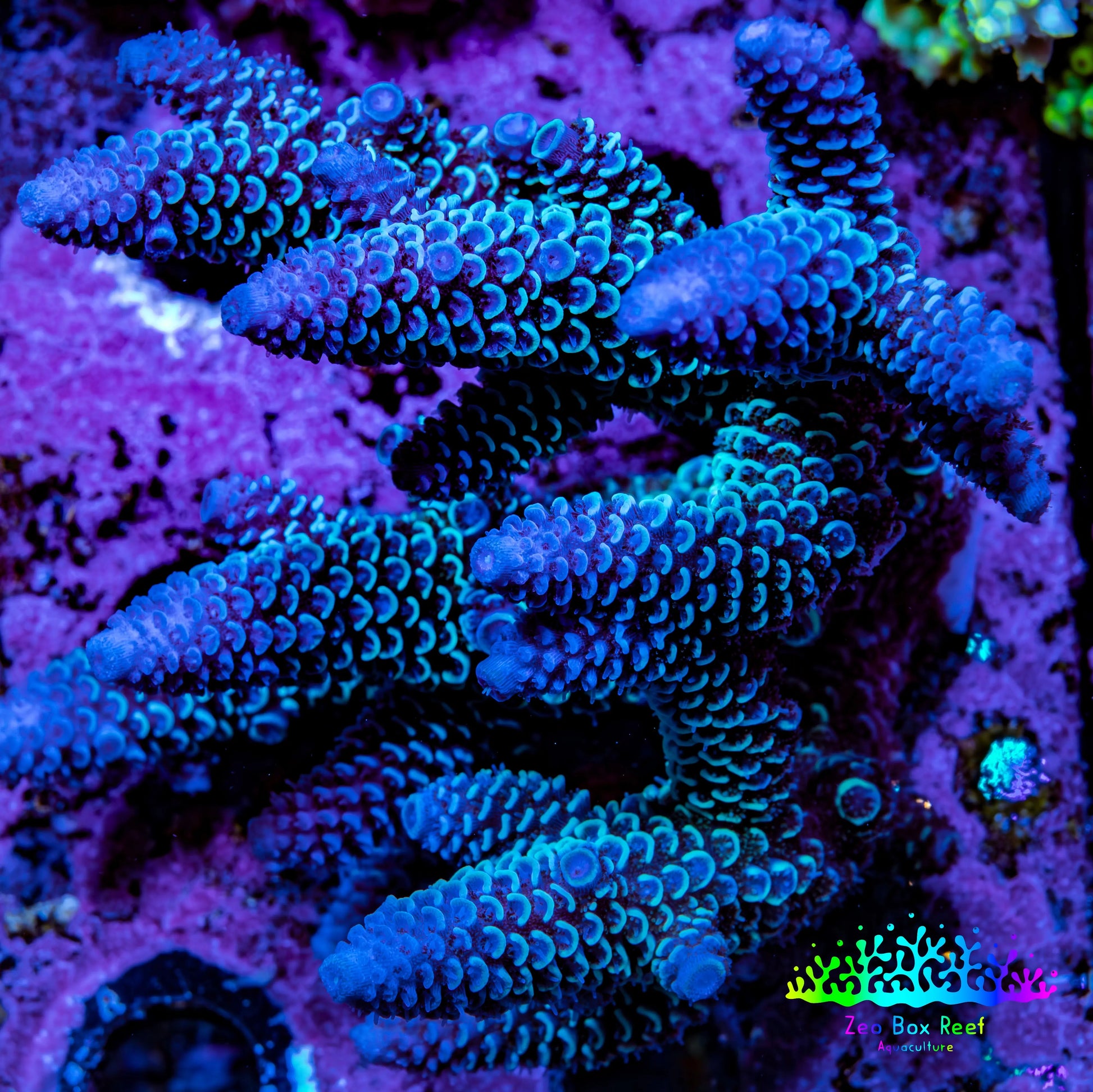 Ultra Acropora Coral  WYSIWYG 8cm C3R2B1 Ultra Acropora Coral  WYSIWYG 8cm C3R2B1 SPS Ultra Acropora Coral  WYSIWYG 8cm C3R2B1 Zeo Box Reef