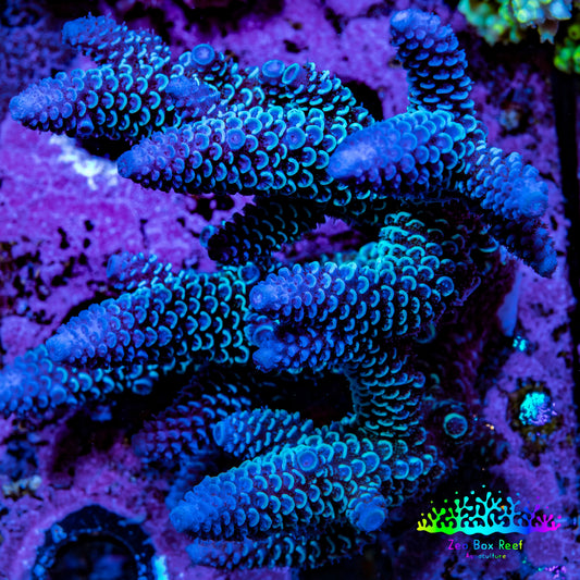 Ultra Acropora Coral  WYSIWYG 8cm C3R2B1 Ultra Acropora Coral  WYSIWYG 8cm C3R2B1 SPS Ultra Acropora Coral  WYSIWYG 8cm C3R2B1 Zeo Box Reef