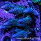 Ultra Acropora Coral  WYSIWYG 8cm C3R2B1 Ultra Acropora Coral  WYSIWYG 8cm C3R2B1 SPS Ultra Acropora Coral  WYSIWYG 8cm C3R2B1 Zeo Box Reef