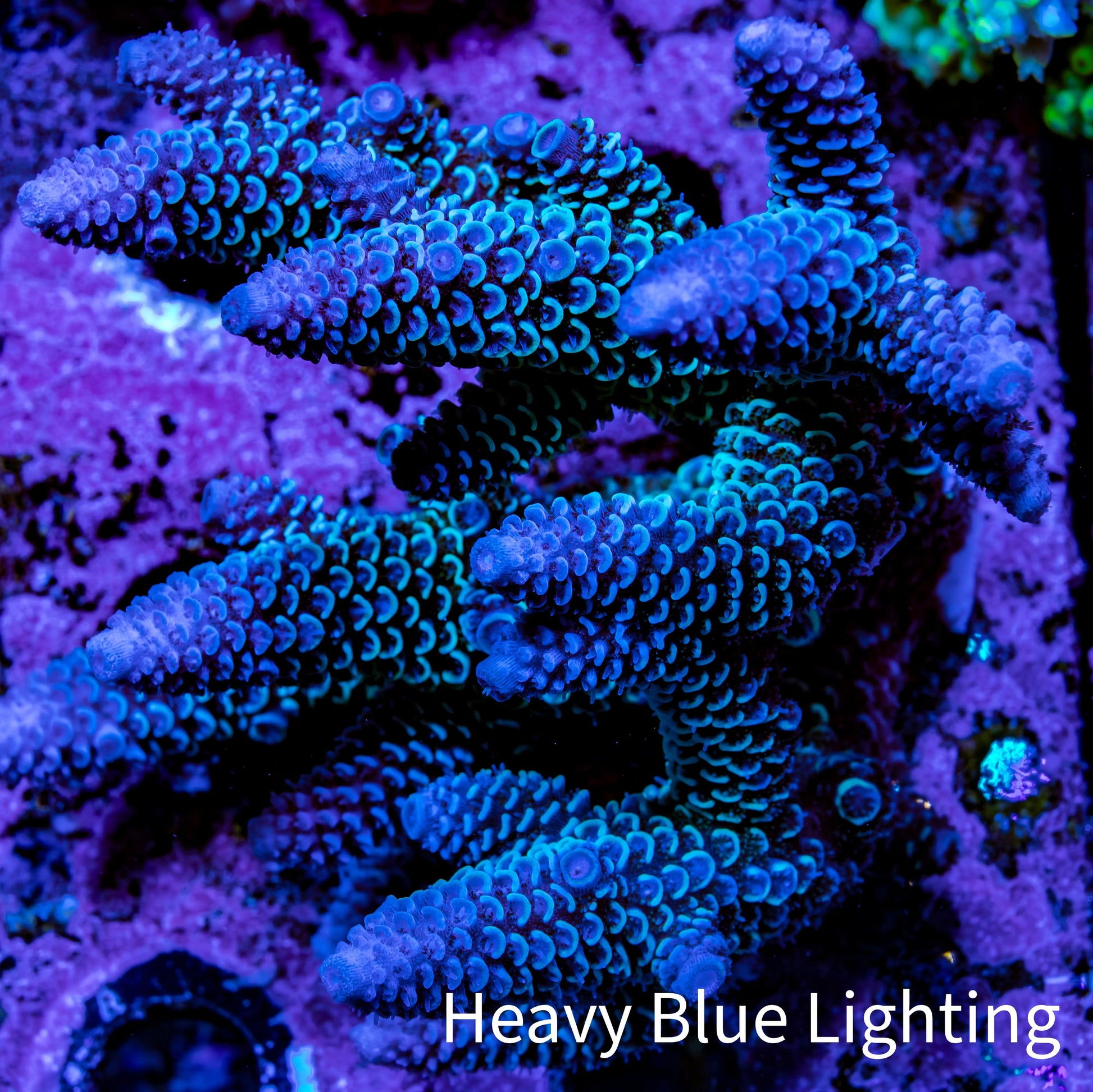 Ultra Acropora Coral  WYSIWYG 8cm C3R2B1 Ultra Acropora Coral  WYSIWYG 8cm C3R2B1 SPS Ultra Acropora Coral  WYSIWYG 8cm C3R2B1 Zeo Box Reef