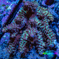 Ultra Acropora WYSIWYG A1R5B1 8cm Ultra Acropora WYSIWYG A1R5B1 8cm SPS Ultra Acropora WYSIWYG A1R5B1 8cm Zeo Box Reef